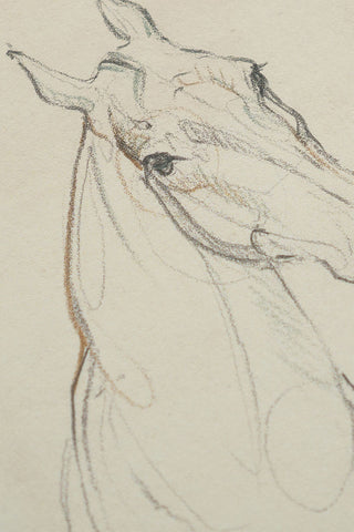 Photo of a print of a mixed media line drawing of a horse by equine artist Danielle Demers