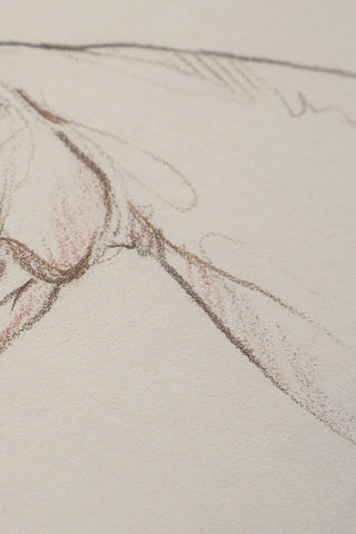 Photo of a print of a mixed media line drawing of a horse by equine artist Danielle Demers
