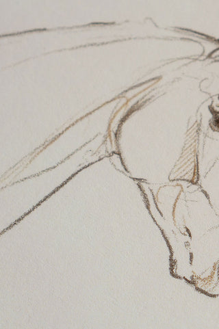Photo of a print of a mixed media line drawing of a horse by equine artist Danielle Demers