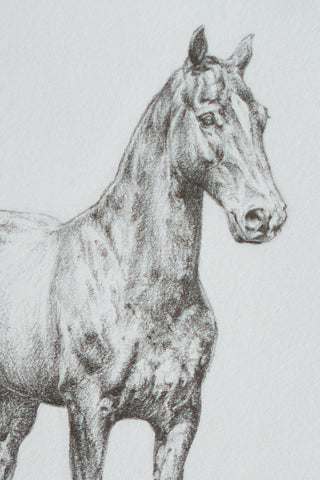 Photo of an original graphite drawing of a horse entitled The Proud Parade Pony by equine artist Danielle Demers