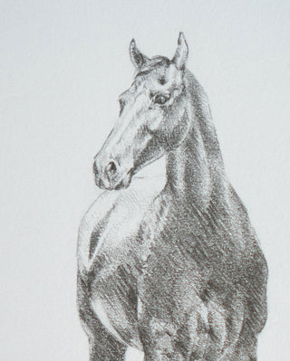 Photo of an original graphite drawing of a horse entitled The Colt by equine artist Danielle Demers