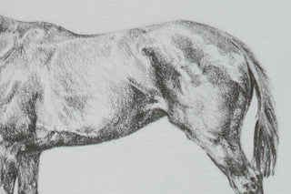 Photo of an original graphite drawing of a horse entitled The Thoroughbred Mare by equine artist Danielle Demers