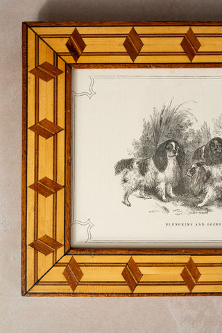 1856 Framed Engraving "Blenheims and Cockers" by Gilbert & Gihon