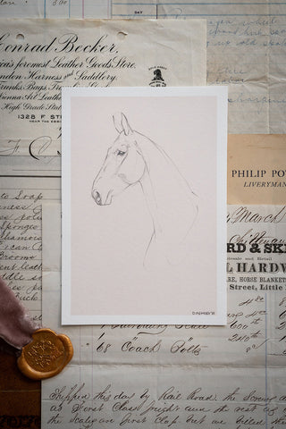 Photograph of a delicate line drawing of a horse styled over antique billheads. Drawn by equine artist Danielle Demers.
