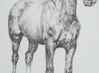 Photo of an original graphite drawing of a horse entitled The Proud Parade Pony by equine artist Danielle Demers
