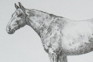Photo of an original graphite drawing of a horse entitled The Ranch Horse by equine artist Danielle Demers