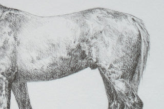 Photo of an original graphite drawing of a horse entitled The Ranch Horse by equine artist Danielle Demers