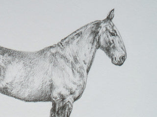 Photo of an original graphite drawing of a horse entitled The Bay Hunter by equine artist Danielle Demers