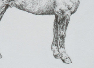 Photo of an original graphite drawing of a horse entitled The Bay Hunter by equine artist Danielle Demers