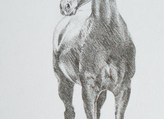 Photo of an original graphite drawing of a horse entitled The Colt by equine artist Danielle Demers