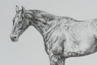 Photo of an original graphite drawing of a horse entitled The Thoroughbred Mare by equine artist Danielle Demers